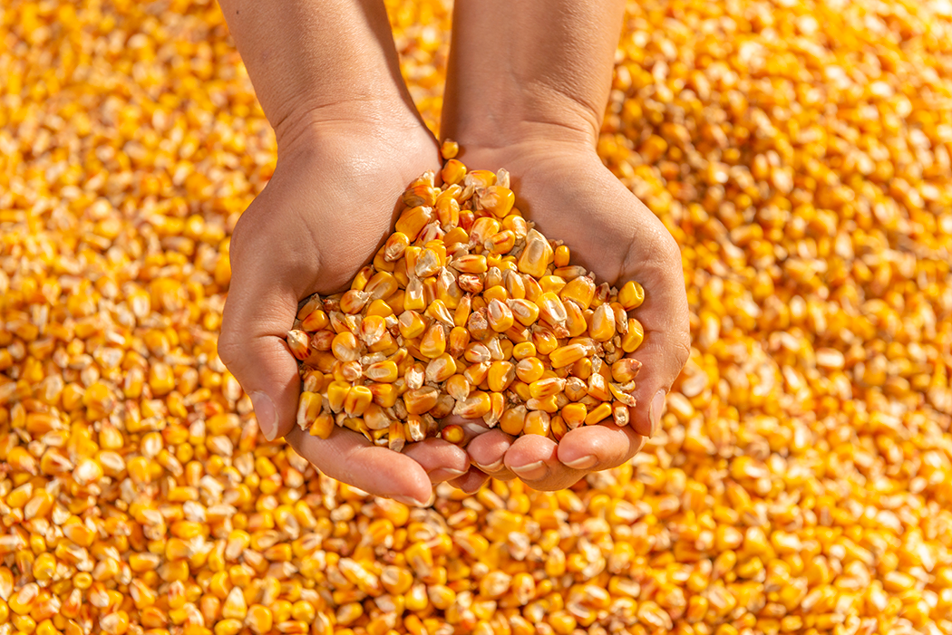 Yellow Corn: A Strategic Commodity for Food and Feed